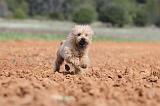 CAIRN TERRIER 213
